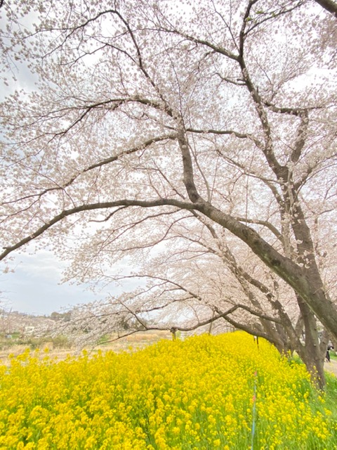 飯能市の桜並木。