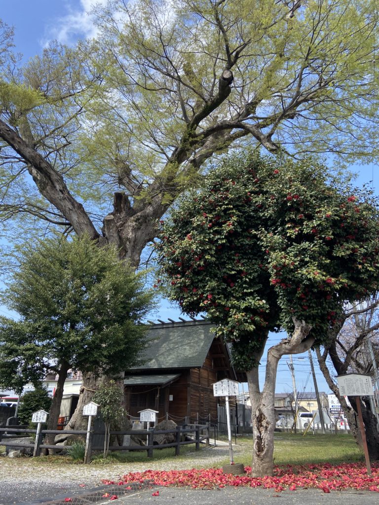 川寺の大きな欅