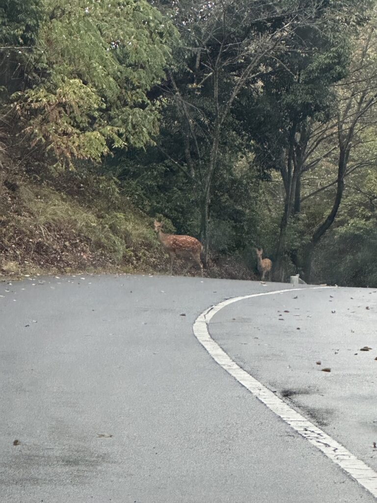 飯能の山を少し進むと・・
