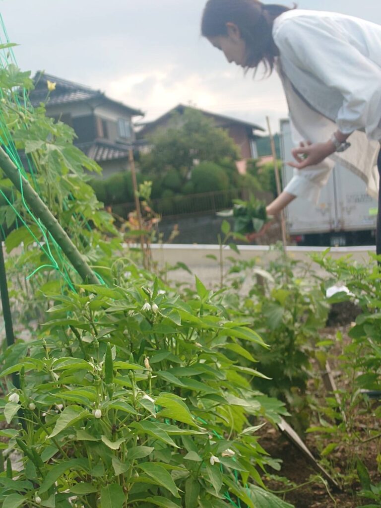 事務所の畑・やっと収穫♪